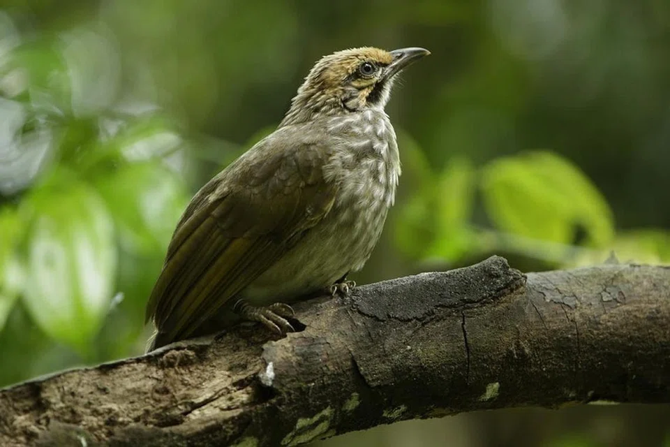 Burung bulbul berkepala jerami ini pandai menyanyi serta bersiul umpama seruling.
