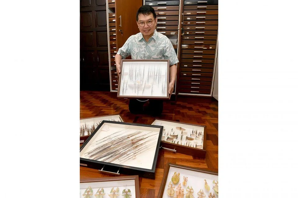 HASILKAN BUKU: Dr Francis Seow-Choen telah menghasilkan sehingga tujuh naskhah buku rujukan selain sekitar 50 kertas kajian mengenai serangga ranting dan daun. Gambar atas ialah serangga ranting dan daun yang sudah dikeringkan dan dikumpulnya untuk dijadikan kajian. - Foto BH oleh KHALID BABA