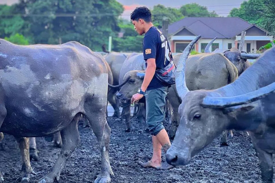 Keakraban Muhammad Syukur Khamis, 19 tahun, dengan haiwan ternakannya dianggap unik lantaran kebolehannya berinteraksi dan berkomunikasi dengan kerbau dan lembu yang dipelihara.