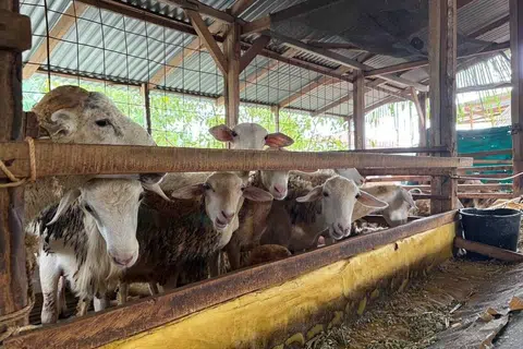 Kandang kambing di ladang ternakan yang bekerjasama dengan RawdaX bagi pelaksanaan ibadah korban dan akikah.