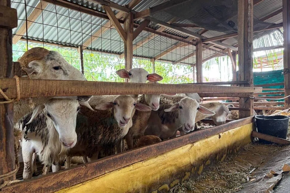 Kandang kambing di ladang ternakan yang bekerjasama dengan RawdaX bagi pelaksanaan ibadah korban dan akikah.