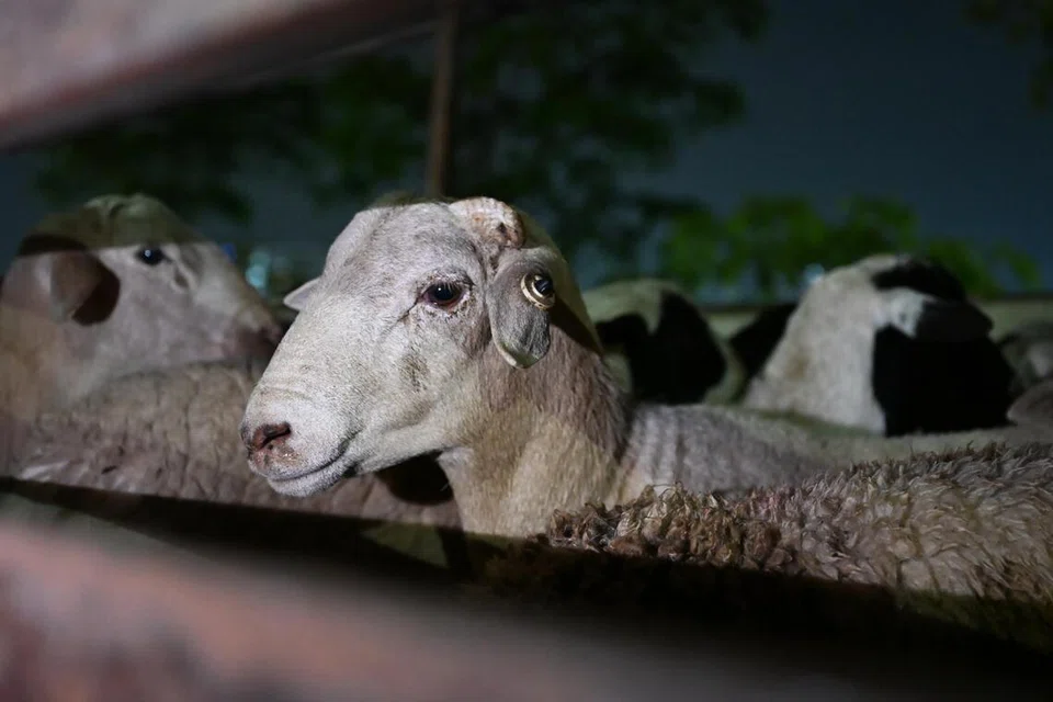 Sebanyak 350  kambing biri-biri dan domba bagi ibadah korban di Masjid Al-Istighfar tiba kira-kira pada 3 pagi, 26 Mei.