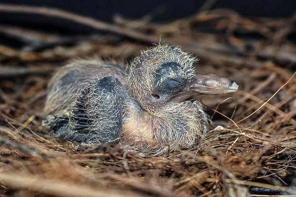 BERJAYA DITERNAK: Anak merpati tanah Santa Cruz pertama menetas di Taman Burung Jurong pada 31 Disember lalu. - Foto WRS