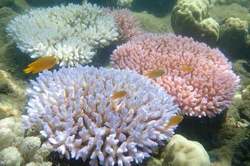 BOLEH JEJAS PELAWAT: Pelunturan batu karang di Great Barrier Reef dikatakan boleh menjejas jumlah pelawat yang ingin ke destinasi tersebut. - Foto AFP