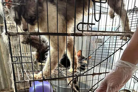 ANIAYA KUCING: Dua kucing ditemui dalam keadaan kurus kering, setelah ditinggalkan pemiliknya di flat sewa di Jalan Minyak, pada 6 Jun. 