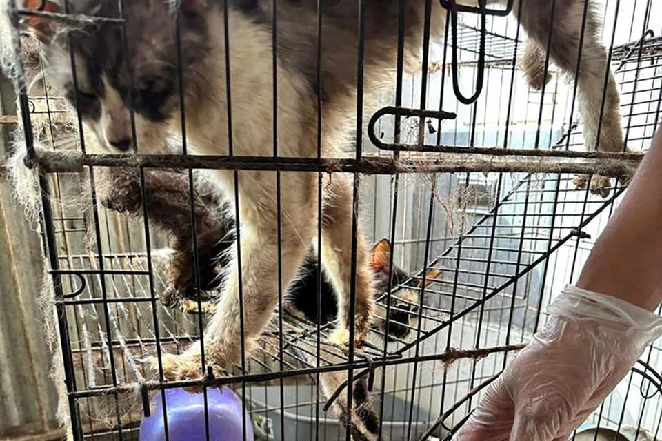 ANIAYA KUCING: Dua kucing ditemui dalam keadaan kurus kering, setelah ditinggalkan pemiliknya di flat sewa di Jalan Minyak, pada 6 Jun. 