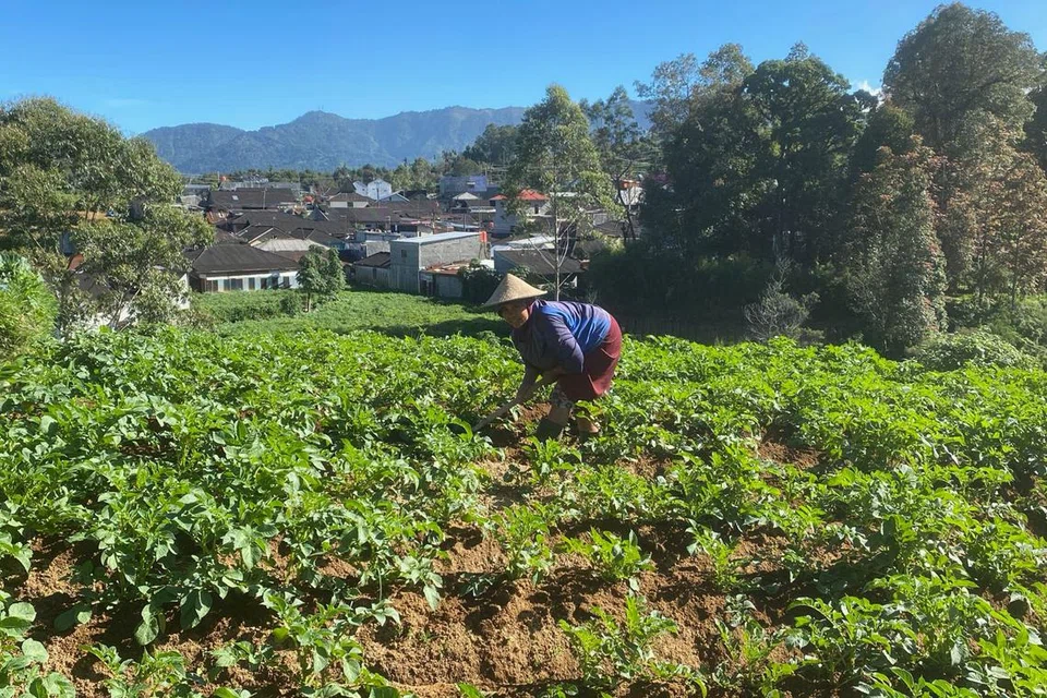 CABARAN: Cik Nisem, seorang petani kentang di kampung Sikunang, Dataran Tinggi Dieng, Jawa Tengah, menyatakan kesan kemarau menyebabkan saiz kentang yang lebih kecil,   bermakna beliau hanya dapat menjual hasil tanamannya pada harga yang lebih rendah.
