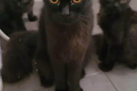 Jenis kucing Parsi dan kucing belang mencari rumah dan pemilik baharu setelah prosedur kembiri.