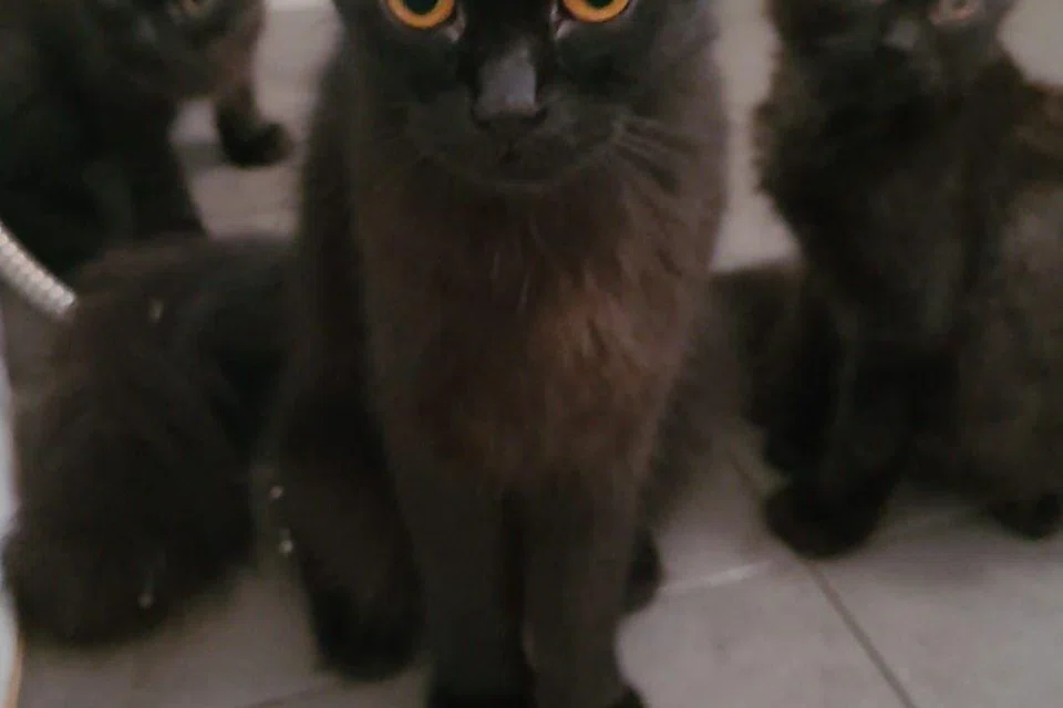 Jenis kucing Parsi dan kucing belang mencari rumah dan pemilik baharu setelah prosedur kembiri.