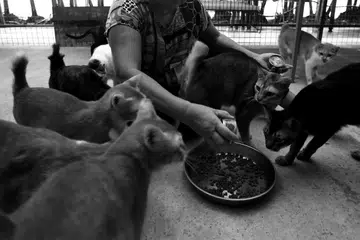Nyonya Kucing