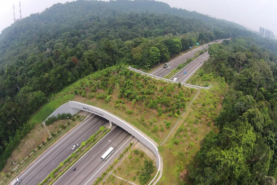 LINDUNGI HIDUPAN LIAR: Jambatan Eco-Link di BKE sepanjang 62 meter yang siap dibina pada 2013 menyambung semula Hutan Simpanan Bukit Timah dan Hutan Simpanan Tadahan Air Bahagian Tengah bagi membolehkan hidupan liar di kedua-dua kawasan selamat melintasi BKE.