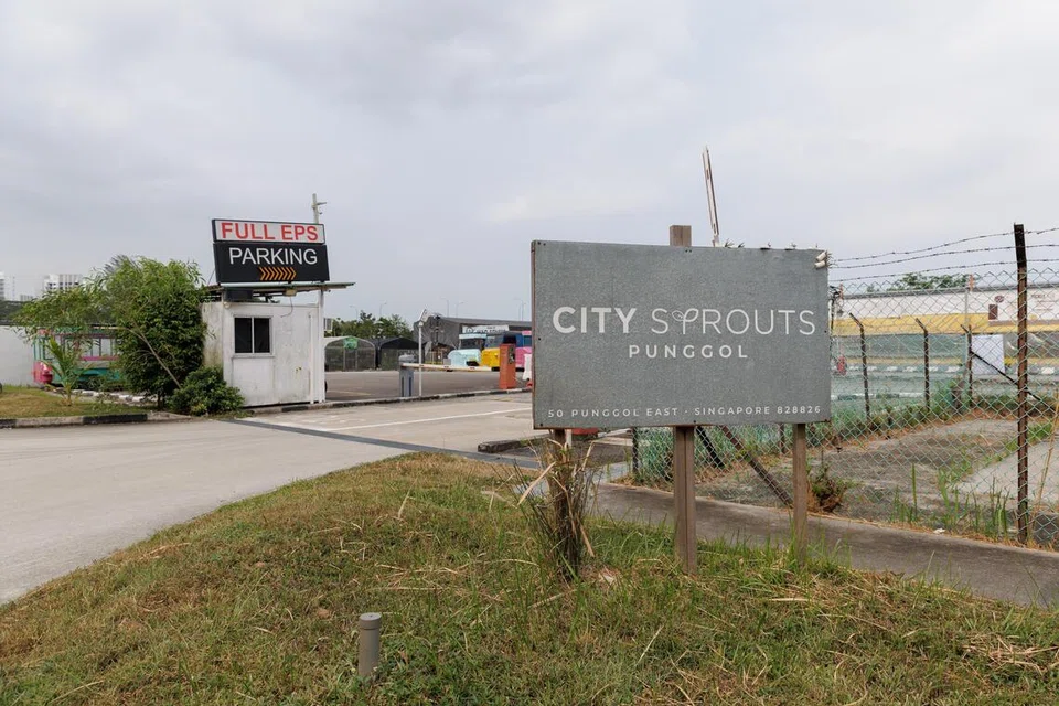 City Sprouts di 50 Punggol East menempatkan pelbagai kegiatan dan perniagaan, termasuk ruang semaian, kemudahan bola pikel serta Punggol Container Park yang menempatkan beberapa pengendali F&B.