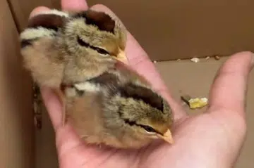 Yishun, longkang, anak ayam, Zameer Serlan, chicks, drain