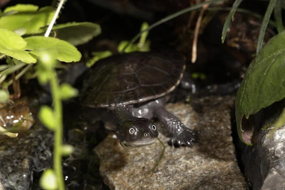 Penyu leher ular Rote ini merupakan salah satu daripada 25 spesies penyu air tawar yang paling terancam di dunia.