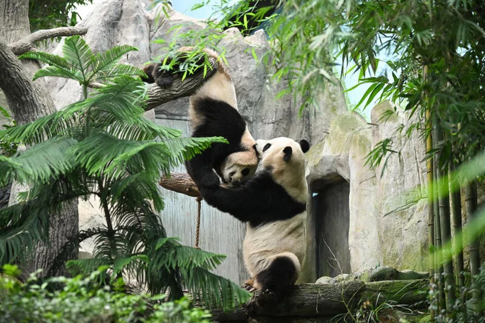 IBU DAN ANAK: Jia Jia dan anaknya, Le Le, sibuk bermain dalam kandangnya di pameran River Wonders.