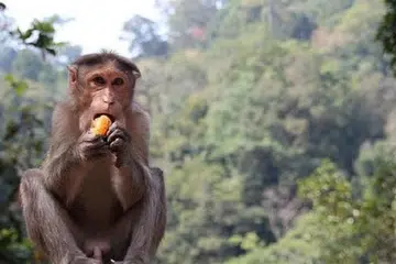 MEROSAK TANAMAN PETANI: Penduduk di Desa Liuk di daerah Siantan Tengah, Batam, terpaksa membuat jerat, menangkap dan membunuh monyet yang merosakkan kebun mereka. - Foto Batampos