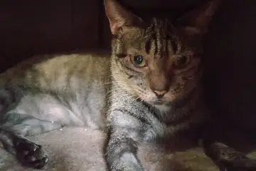 KEADAAN SAKIT: Salah satu kucing yang terabai mengalami masalah kulit dan selesema kronik.