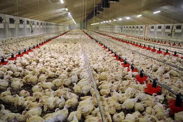 PENUHI BEKALAN AYAM: Syarikat pertanian makanan Indonesia, Japfa, telah menghantar 23,000 ayam hidup ke Singapura. - Foto AFP