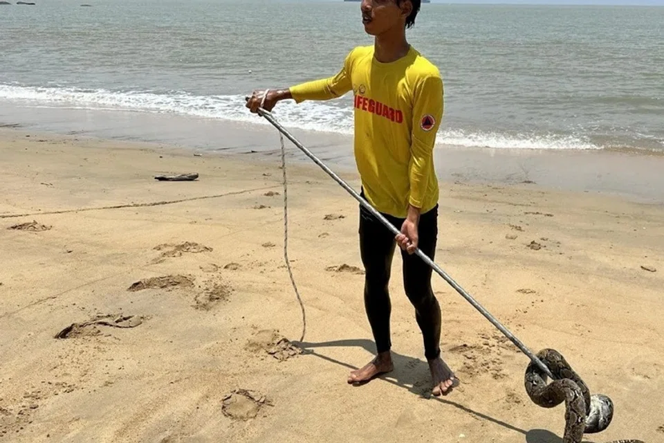 Ular sawa batik yang ditangkap di laut berhampiran pantai Tanjung Bidara. 