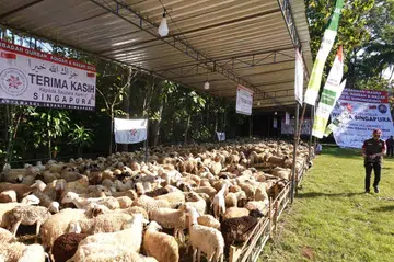 kadang, kambing ternakan, piawaian kesihatan