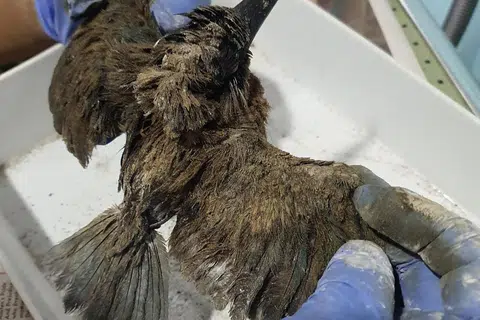 Burung raja udang pertama yang diselamatkan, mati pada 16 Jun, sekitar  36 jam selepas ia diselamatkan.