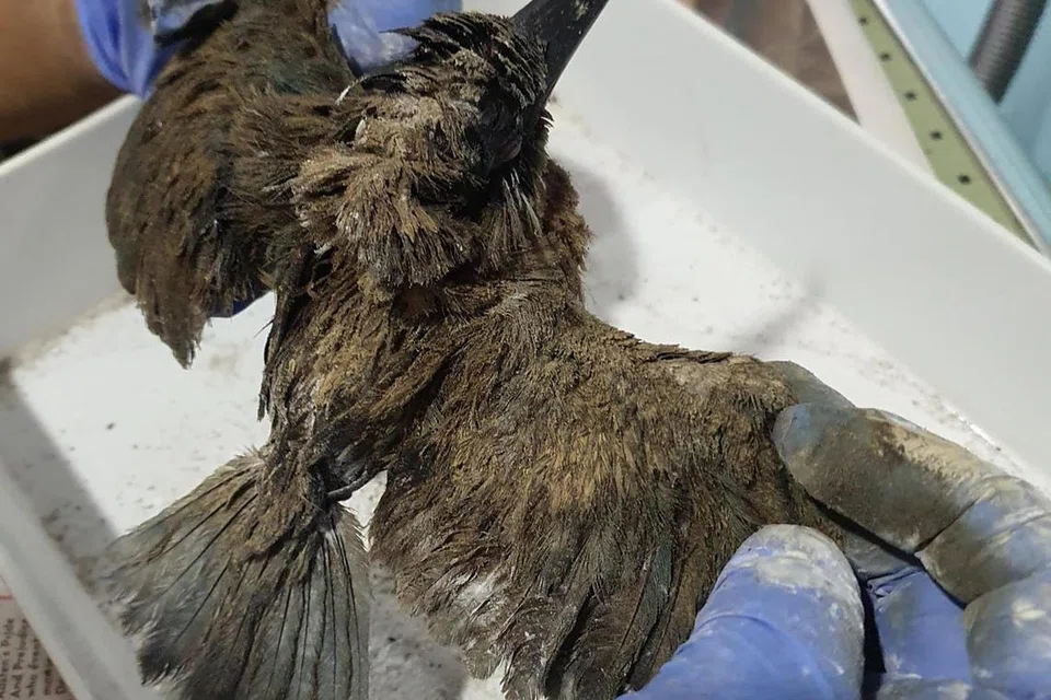 Burung raja udang pertama yang diselamatkan, mati pada 16 Jun, sekitar  36 jam selepas ia diselamatkan.