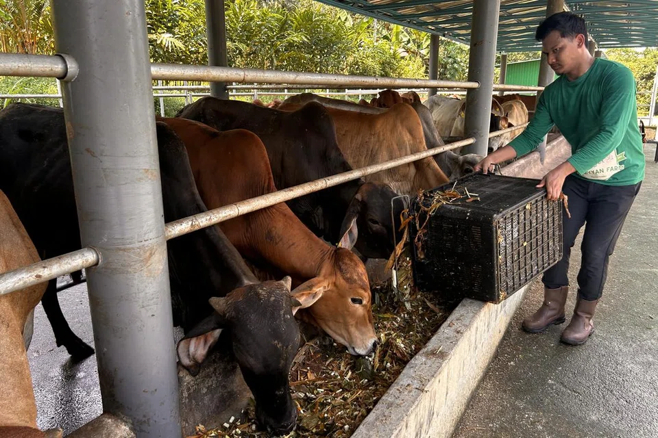Pengarah Urusan Arrayyan Farm Encik Muhamad Hafizul Asyraf Jaafar memastikan ternakan ladangnya mendapat penjagaan optimum sebelum dijual kepada pelanggan.