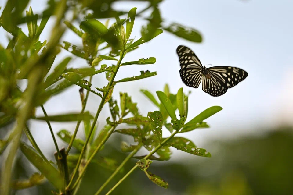 CANTIK: Rama-rama ‘dark glassy tiger’, atau ‘parantica agleoides’ ini dilihat di taman terapeutik di Taman Sembawang. 