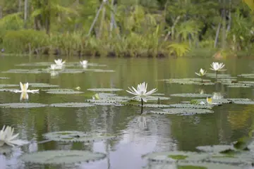 Taman Teratai Air (Water Lily Garden) di Taman Jepun memaparkan lebih 150 jenis bunga, termasuk yang terkecil dan terbesar, yang diperoleh dari serata dunia. 