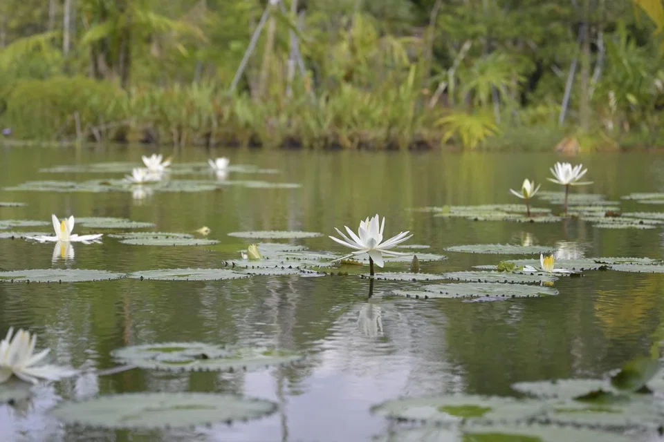 Taman Teratai Air (Water Lily Garden) di Taman Jepun memaparkan lebih 150 jenis bunga, termasuk yang terkecil dan terbesar, yang diperoleh dari serata dunia. 