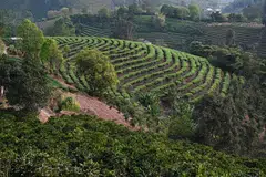 Pu’er, coffee