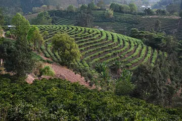 Pu’er, coffee