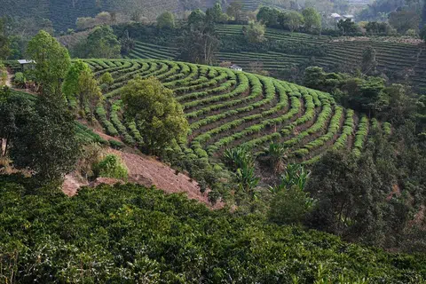 Pu’er, coffee
