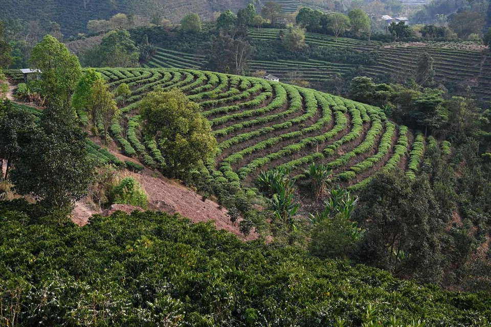 Pu’er, coffee