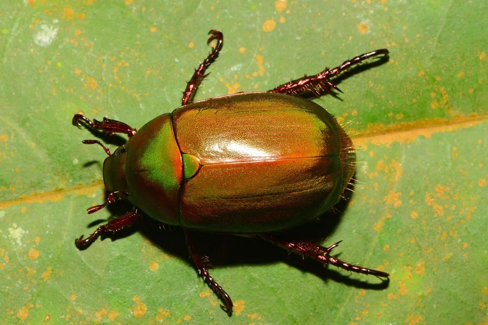 Singapore, Pulau Ubin, Alvin Tan, Indranee Rajah, scarab, beetle, kumbang