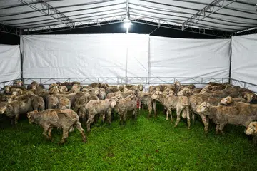 korban, hari raya haji, kambing