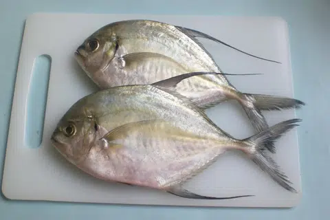 Ikan Cermin.