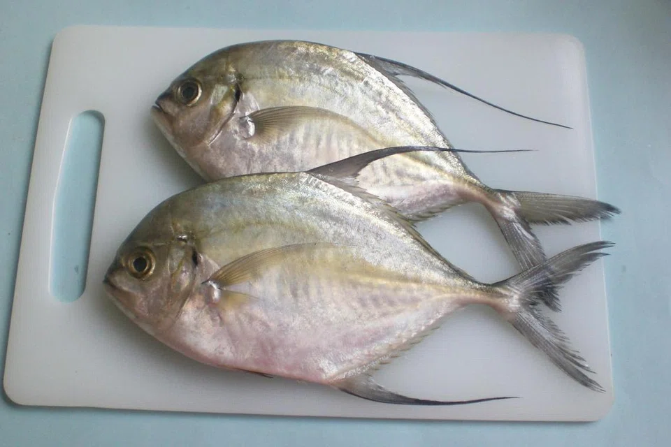 Ikan Cermin.