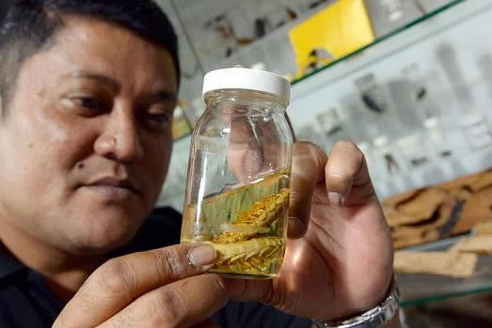 LIPAN BESAR: Pengurus operasi kanan PestBusters, Encik Nor Afendi Shanmin, meneliti seekor lipan yang direndam dalam cecair kuning di dalam botol gelas.
