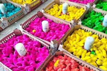 Comel atau kejam? Anak-anak ayam kini jadi trend sebagai berkat majlis perkahwinan di Malaysia dan Indonesia. 