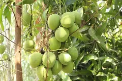 Pengajaran di sebalik pokok mangga
