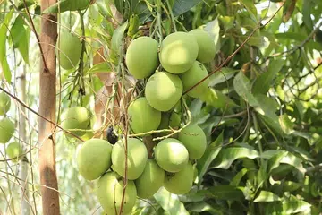 Pengajaran di sebalik pokok mangga