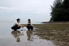 NParks, rumput laut, karbon