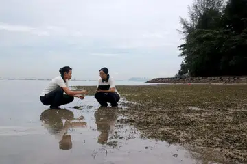 NParks, rumput laut, karbon