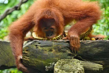 MENIKMATI 'RAJA BUAH': Ah Meng begitu seronok menikmati buah durian yang diberikan kepadanya sempena ulang tahun Taman Haiwan ke-44. - Foto THE STRAITS TIMES