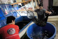 PINDAH KOLAM: Cik Hillary Lee (kanan) membantu memindahkan ikan koi dari tangki kuarantin ke baldi biru untuk rumah baru di kolam tanah ladang. Koi yang pada mulanya ditempatkan di kolam konkrit itu menjalani kuarantin untuk menyesuaikan diri dengan persekitaran baru.