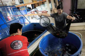 PINDAH KOLAM: Cik Hillary Lee (kanan) membantu memindahkan ikan koi dari tangki kuarantin ke baldi biru untuk rumah baru di kolam tanah ladang. Koi yang pada mulanya ditempatkan di kolam konkrit itu menjalani kuarantin untuk menyesuaikan diri dengan persekitaran baru.