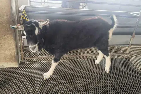 Kambing yang dibekalkan oleh syarikat pengendali korban, AgroMaster, di ladang kambing Hay Dairies.