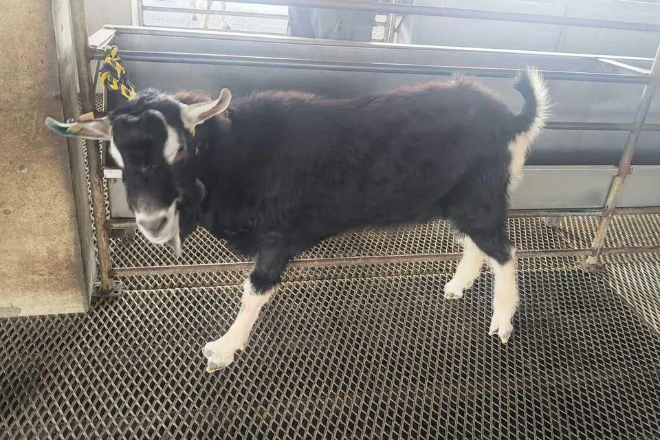 Kambing yang dibekalkan oleh syarikat pengendali korban, AgroMaster, di ladang kambing Hay Dairies.
