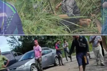 Anggota Jabatan Perlindungan Hidupan Liar dan Taman Negara (Perhilitan) memeriksa lokasi seorang lelaki diserang dan dilarikan harimau di kawasan hutan dekat Bersia, Gerik, Perak, pada 15 Oktober (gambar atas). Cebisan daging dipercayai milik lelaki berusia 54 tahun yang maut diserang harimau berada di atas tanah di tempat kejadian (gambar bawah).